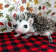 How Much Are Hedgehogs as Pets?