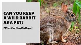 Can You Make a Wild Rabbit a Pet?