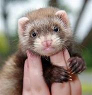 How Much Are Ferrets at Pet Supplies Plus?