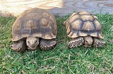 How to Care for a Pet Tortoise