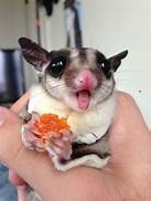 Can I Have a Sugar Glider as a Pet?