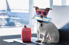 How Do Pets Travel on Planes?