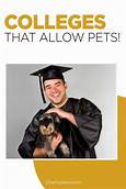 Do Some Colleges Allow Pets?
