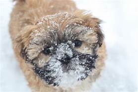 How to Keep Pets Safe in Cold Weather