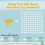 How Can I Have Fleas Without Pets?