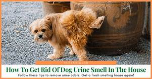 How to Get Rid of Pet Urine Smell in House