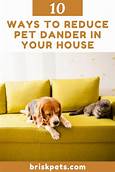 How to Keep Pet Dander Down