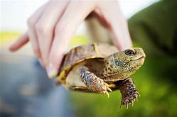How to Care for a Turtle Pet