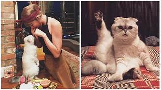 Does Taylor Swift Have a Pet?
