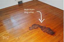 How to Get Pet Stains Out of Wood Floors