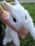 How Do Bunnies Like to Be Pet?