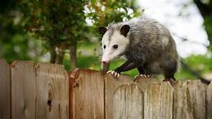 Can You Keep Possums as Pets?