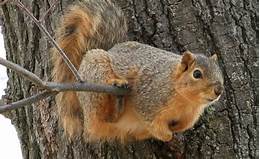 Can Squirrels Be Kept As Pets?