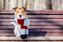 How to Keep Outdoor Pets Warm in Winter