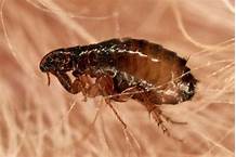 How Do Fleas Get in the House Without Pets?