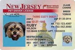 How Much Is a Pet License?