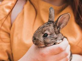 Pet Rabbits: A Detailed Guide to Costs and Considerations