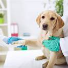 Does Pet Insurance Cover Root Canals?