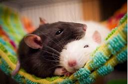 Can You Have a Rat as a Pet?