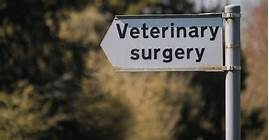 Do Vets Dispose of Dead Pets?