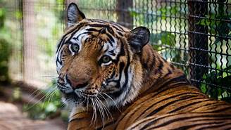 Can You Keep a Tiger as a Pet?