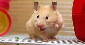 How Long Do Hamsters Live as a Pet?