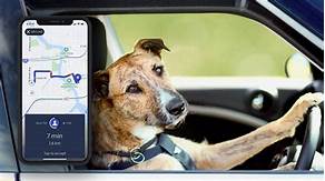 How Does Uber Pet Work?