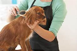 How to Learn Pet Grooming