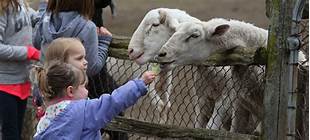How Much Do Petting Zoos Make a Year?