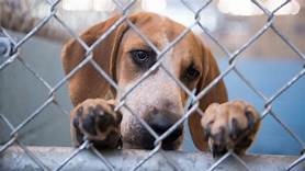 How to Help Pet Shelters: Making a Difference in Animal Lives