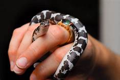 How to Care for a Pet Snake