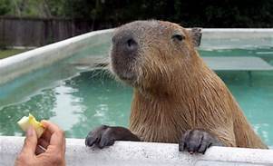 How to Get a Capybara Pet