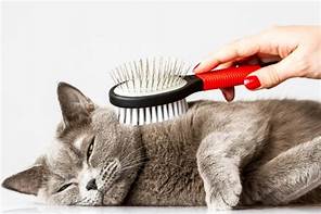 How Much Does Pet Grooming Cost?