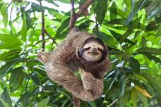 Can You Have a Sloth as a Pet in Texas?