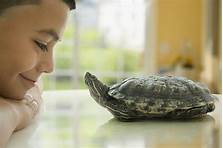How to Care for Pet Turtles