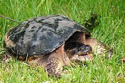Can You Have a Pet Snapping Turtle?