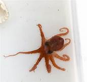 How Much Does a Pet Octopus Cost?