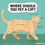 How to Get a Pet Cat