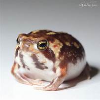 Can You Have a Desert Rain Frog as a Pet?