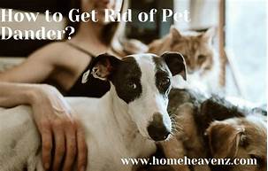 How to Get Rid of Pet Dander in the House