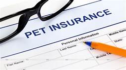 How Soon Does Pet Insurance Kick In?