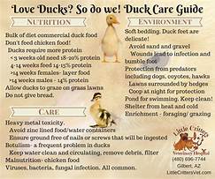 How to Care for a Pet Duckling