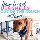 How to Get Rid of Pet Odor on Couch