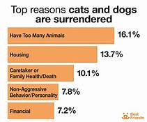 How Many Pets Get Abandoned Each Year?