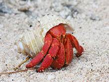 Do Hermit Crabs Make Good Pets?