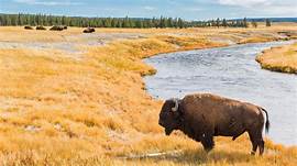 Are Pets Allowed in Yellowstone National Park?
