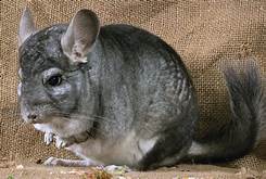 How Much is a Chinchilla Pet?