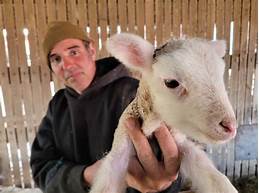 Do Lambs Make Good Pets?