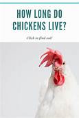 How Long Do Chickens Live For As Pets?