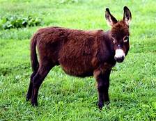 Are Mini Donkeys Good Pets?